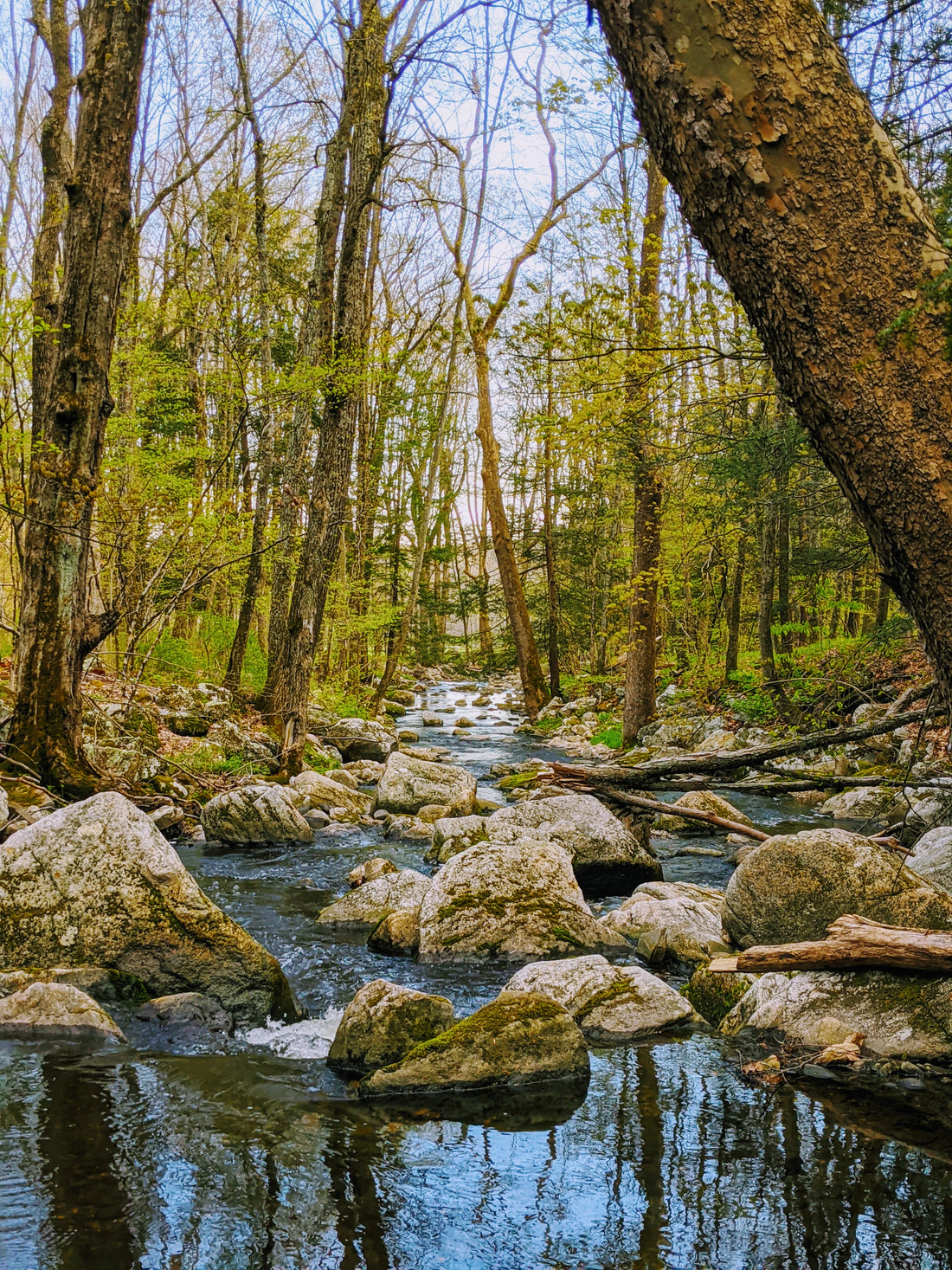 Notes from a New England Brook