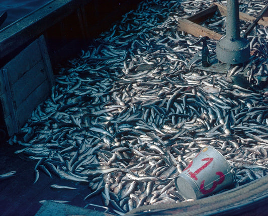 Overfishing, Conservation, Sustainability, and Farmed Fish