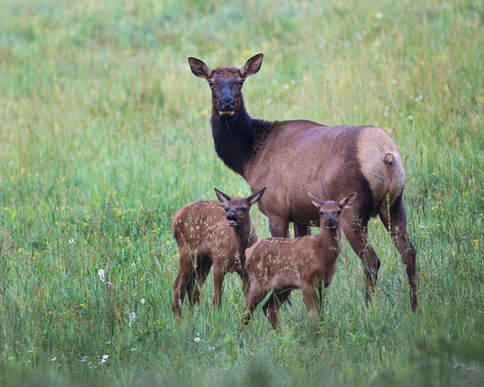 Fun and Games, Until Elk Get Hurt