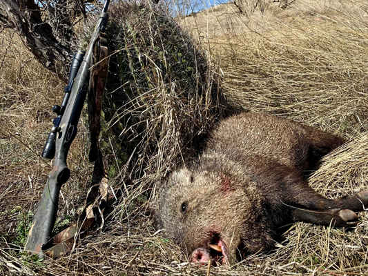 The Mislabeled, Misunderstood, and Mistreated Javelina