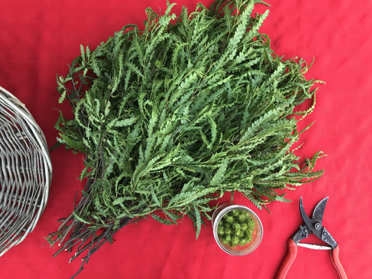 Sweetfern: The Smell You Know, The Flavor You’ve Been Missing