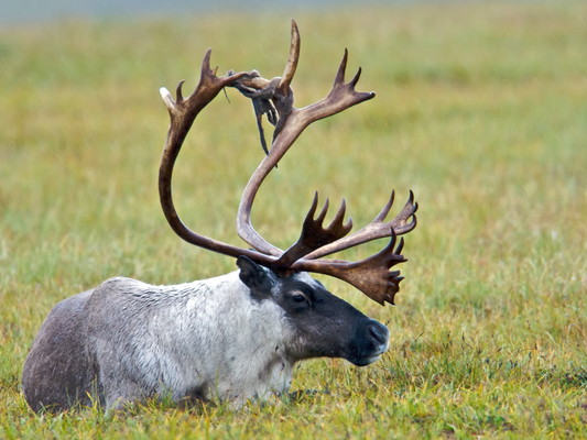 The Need for Transboundary Teamwork on Endangered Species