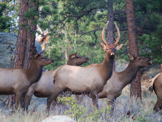 Call It In: Hunters don't tolerate poachers