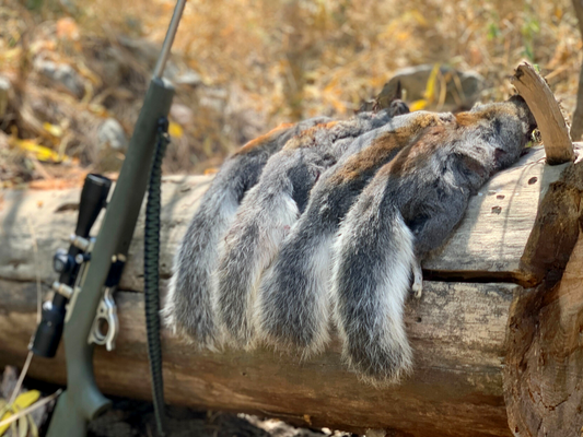 Plentiful Opportunities: Squirrel Ecology, Hunting, and Cooking