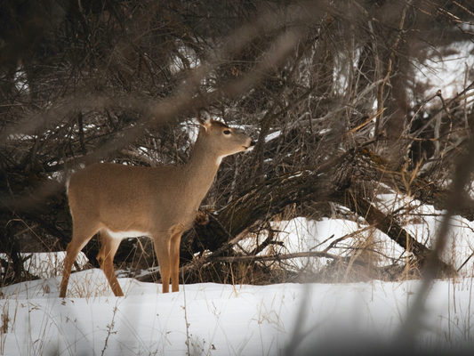Harvest or Kill? Considering our Choice of Language in Hunting Stories