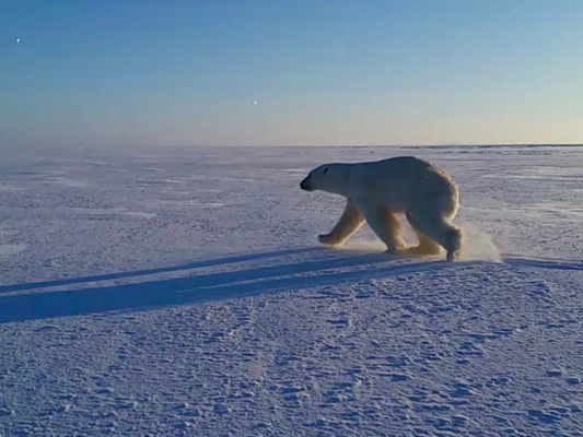 Hunting for Effective Post-COVID Wildlife Policies
