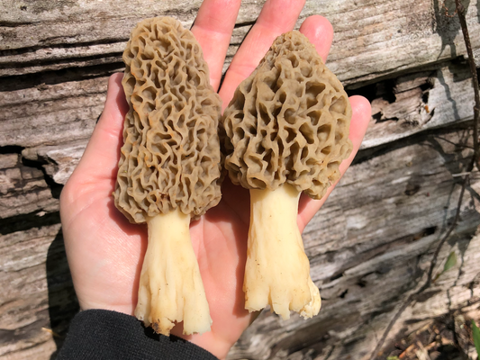 Morel Mushroom Scramble