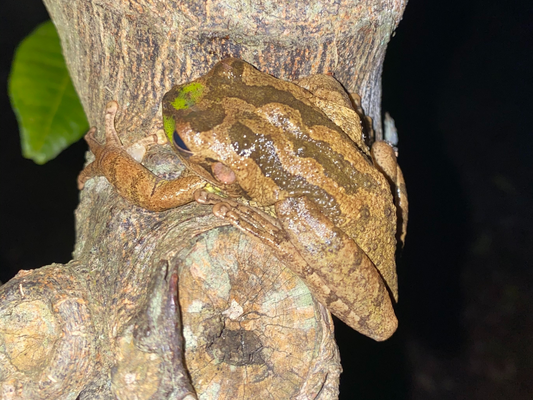Florida Battles Invasive & Non-native Species