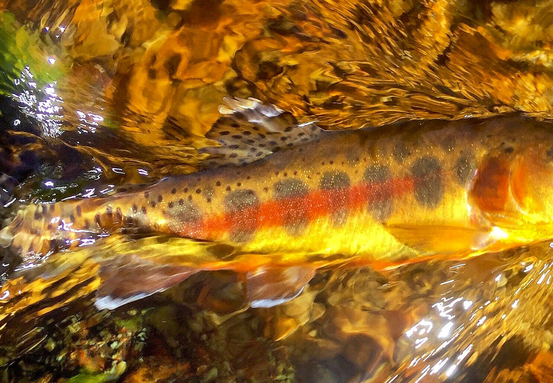 Under the Surface: Rainbow trout conservation and pride in the outdoors