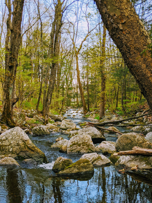 Notes from a New England Brook