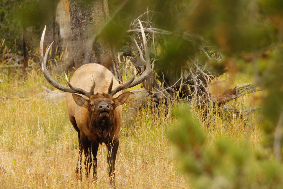 Mountain Meadow Elk Story