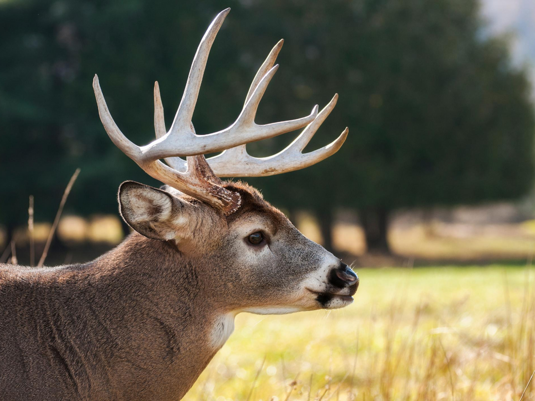 An Espoused Archer: A first-time bowhunter's Missourian whitetail hunt
