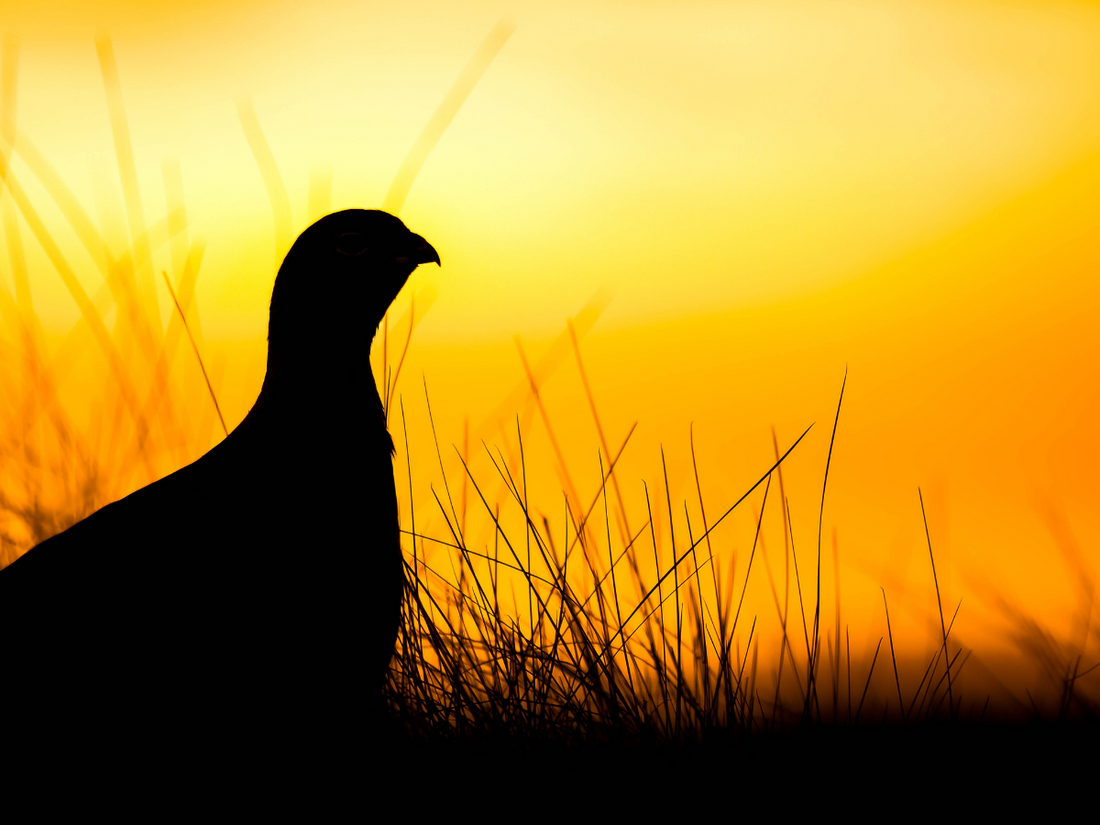 Conserving our Roots: The Sage Grouse Initiative promotes native plant health and diversity in the sagebrush sea