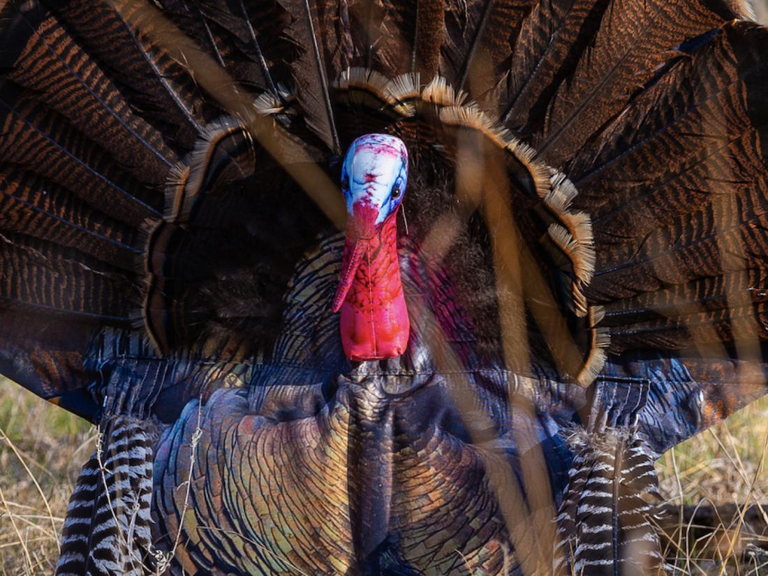 Getting Turkeys to (Montana) Decoy