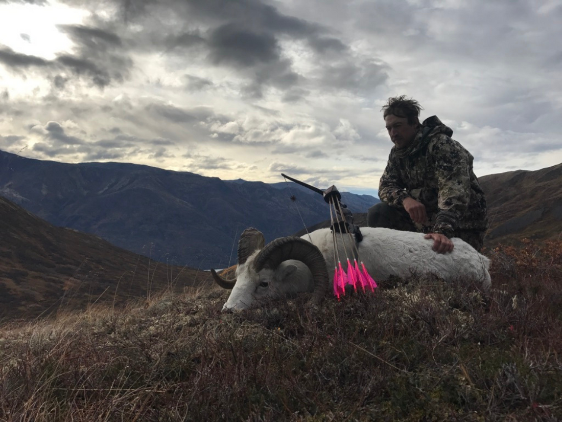 Slippery Slopes: Climate change has dire consequences for Chugach Dall Sheep