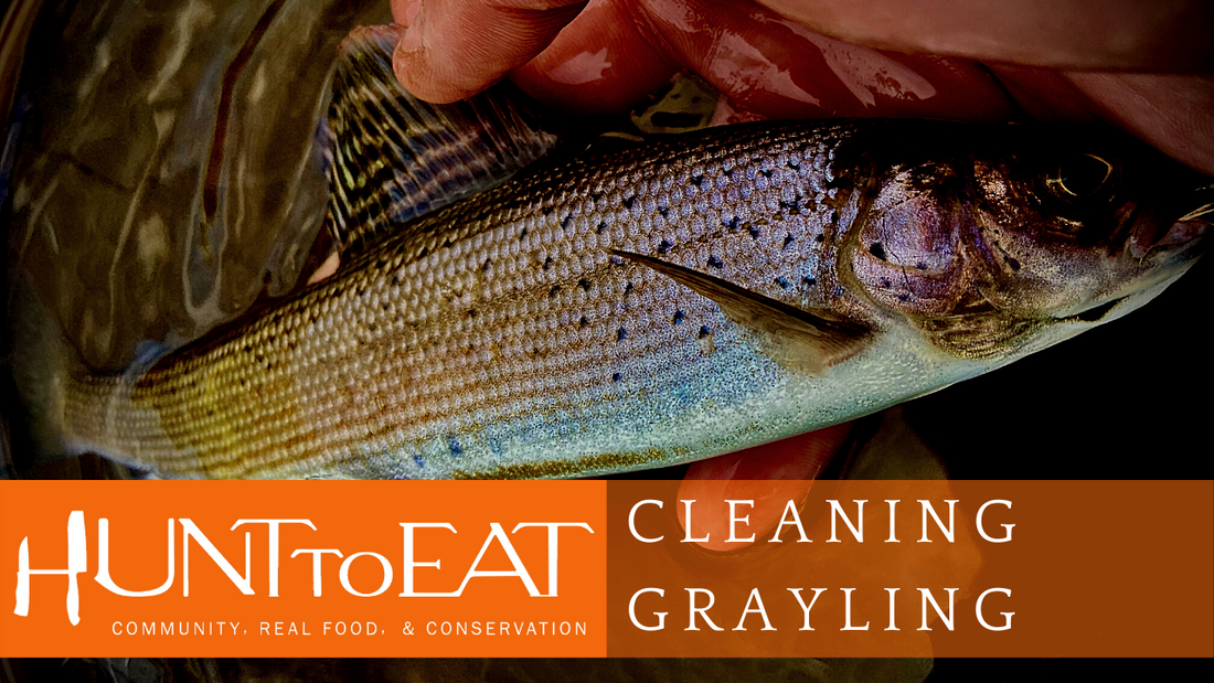 How to Clean a Grayling (Or Trout!) with Justin Bubenik