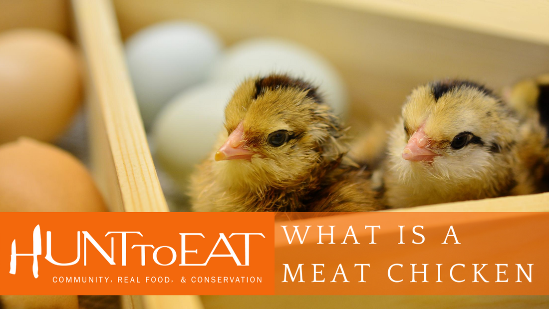 MEAT CHICKENS PT 1: What is a meat chicken?